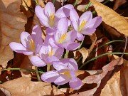 Crocus goulimyi 20241109 0002