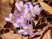 Crocus goulimyi 20241109 0003