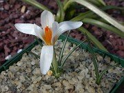 Crocus versicolor 0009