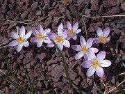 Crocus versicolor 0012
