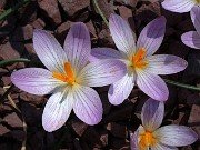 Crocus versicolor 0013