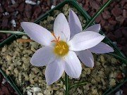 Crocus paschei (Christian biflorus ssp. pulchricolor) 0002