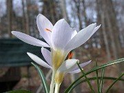 Crocus paschei (Christian biflorus ssp. pulchricolor) 0003
