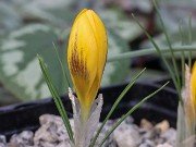 Crocus x schnabelii 20241205 0001