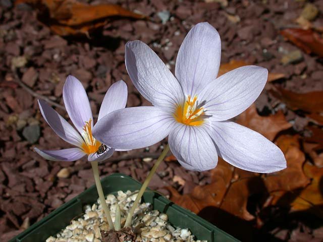 C. pulchellus