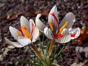 Subgen Crocus Ser Crocus