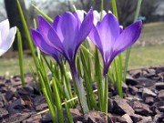 Subgen Crocus Ser Verni