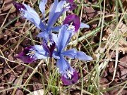 I. reticulata