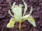 I. winogradowii