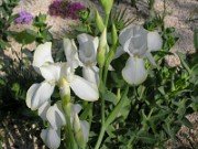Cultivars