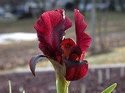 I. atropurpurea