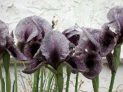 I. kirkwoodii