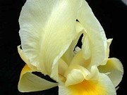 I. urmiensis
