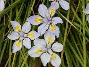 Iris dabashanensis 20210415 0002