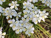 Iris dabashanensis 20210421 0002