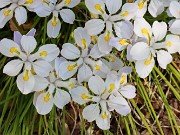 Iris dabashanensis 20210421 0003