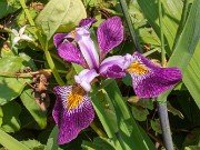 Iris versicolor John Wood 20190531 0001