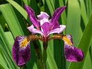 Iris versicolor John Wood 20190531 0002