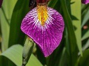 Iris versicolor John Wood 20190531 0003