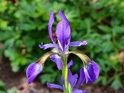 Iris sibirica 20230512 0002