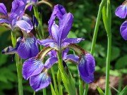 Iris sibirica 20230512 0003