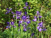 Iris sibirica 20230512 0004