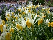 Iris bucharica bicolored form 0002