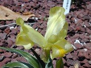 Iris caucasica 0001