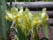 Iris caucasica 0003