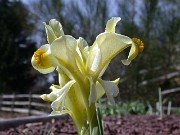 Iris sp. (caucasica) 0006