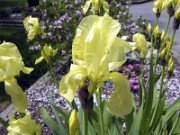 Subgen Iris Sect Iris