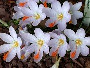 Crocus