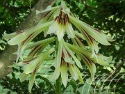 Cardiocrinum cordatum var. glehnii 20220601 0003