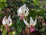 Erythronium Ardovie Bliss 20240408 0004