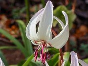 Erythronium Ardovie Bliss 20240408 0005