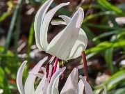 Erythronium Ardovie Bliss 20240408 0006