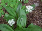 Clintonia