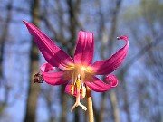 Erythronium