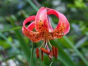 Unidentified Eastern USA Lilies