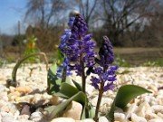 Hyacinthella