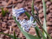 Hyacinthus