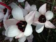Tulipa