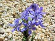 x Chionoscilla