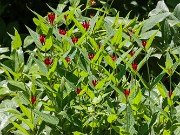 Spigelia marilandica 20220605 0004