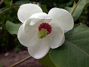 Magnolia