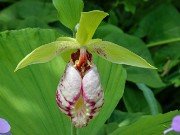 Cypripedium japonicum 20240430 0001