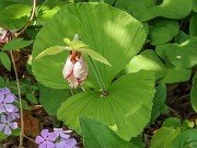 Cypripedium japonicum 20240430 0003