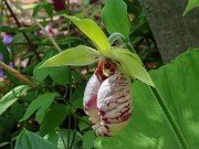 Cypripedium japonicum 20240430 0004