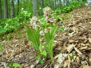 Calanthe