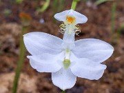 Calopogon